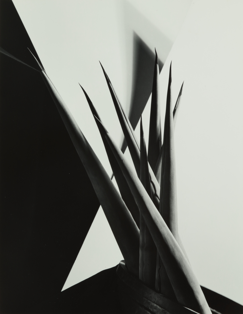 Imogen Cunningham, Agave Design I, ca. 1920, gelatin silver print, purchase with funds from Georgia-Pacific Corporation, 1987.138. Imogen Cunningham, Agave Design I, ca. 1920, gelatin silver print, purchase with funds from Georgia-Pacific Corporation, 1987.138.