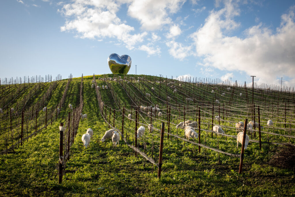 Donum Sheep Grazing At Donum Vineyard Photo Credit Bob Berg Photography